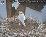 Capi_Dubne_20260725_201503.jpg