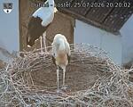 Capi_Dubne_20260725_202002.jpg