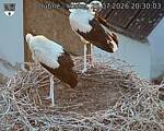 Capi_Dubne_20260725_203003.jpg