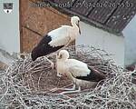 Capi_Dubne_20260725_205503.jpg