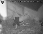 Capi_Dubne_20260725_214502.jpg