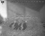 Capi_Dubne_20260726_004503.jpg