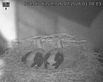 Capi_Dubne_20260726_010003.jpg