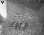 Capi_Dubne_20260726_013002.jpg