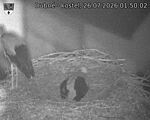 Capi_Dubne_20260726_015002.jpg