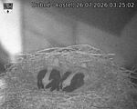Capi_Dubne_20260726_032502.jpg