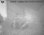 Capi_Dubne_20260726_033003.jpg