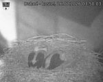 Capi_Dubne_20260726_035003.jpg