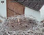 Capi_Dubne_20260726_052002.jpg