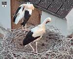 Capi_Dubne_20260726_053002.jpg