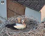 Capi_Dubne_20260726_061503.jpg