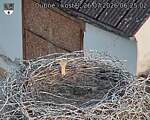 Capi_Dubne_20260726_062502.jpg