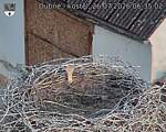 Capi_Dubne_20260726_063502.jpg
