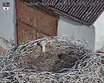 Capi_Dubne_20260726_072003.jpg