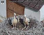 Capi_Dubne_20260726_081504.jpg