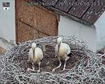 Capi_Dubne_20260726_082003.jpg