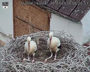 Capi_Dubne_20260726_082003.jpg (1350&nbsp;x&nbsp;1080)