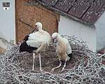 Capi_Dubne_20260726_082502.jpg