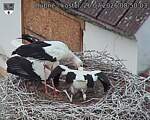 Capi_Dubne_20260726_085003.jpg