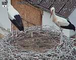 Capi_Dubne_20260726_090003.jpg