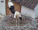 Capi_Dubne_20260726_092002.jpg
