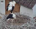 Capi_Dubne_20260726_093504.jpg