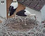 Capi_Dubne_20260726_094004.jpg