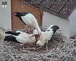 Capi_Dubne_20260726_095002.jpg