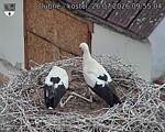 Capi_Dubne_20260726_095504.jpg
