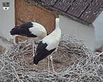 Capi_Dubne_20260726_101003.jpg