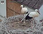 Capi_Dubne_20260726_102003.jpg