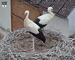 Capi_Dubne_20260726_103002.jpg