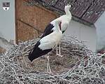 Capi_Dubne_20260726_103504.jpg