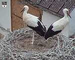 Capi_Dubne_20260726_104003.jpg