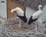 Capi_Dubne_20260726_104503.jpg