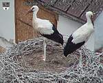 Capi_Dubne_20260726_105003.jpg