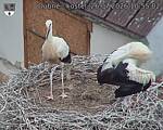 Capi_Dubne_20260726_105502.jpg