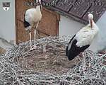 Capi_Dubne_20260726_110002.jpg