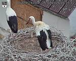 Capi_Dubne_20260726_111502.jpg