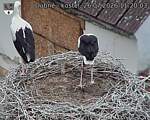 Capi_Dubne_20260726_112003.jpg