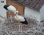 Capi_Dubne_20260726_113002.jpg
