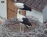 Capi_Dubne_20260726_120504.jpg