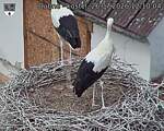 Capi_Dubne_20260726_121004.jpg