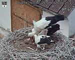 Capi_Dubne_20260726_122503.jpg