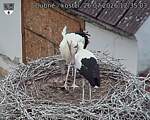 Capi_Dubne_20260726_123503.jpg
