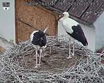 Capi_Dubne_20260726_124002.jpg