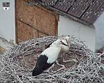 Capi_Dubne_20260726_124503.jpg