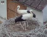 Capi_Dubne_20260726_132002.jpg