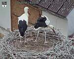 Capi_Dubne_20260726_132502.jpg