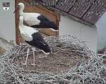 Capi_Dubne_20260726_133504.jpg